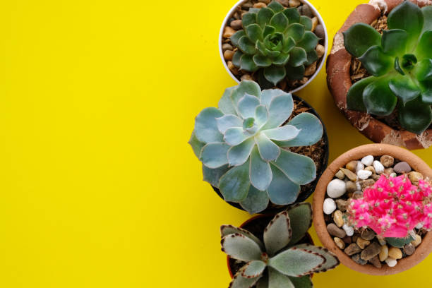 istock Cactus and succulent plants on yellow paper background with copy space, top view, flat lay, succulent houseplant trendy design concept 970064052