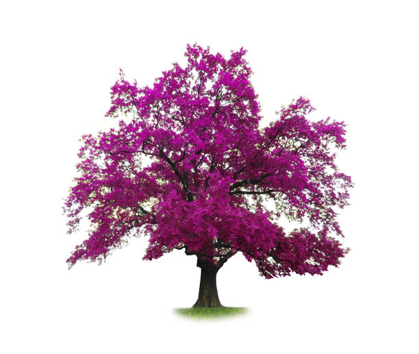 istock concept of purple tree isolated on white 970064414