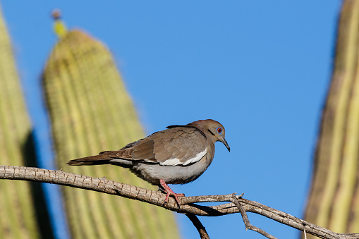 White-winged Dove (zenaida asiatica) perched on a branch in Arizona's Sonoran desert during springtime. Saguaro cactus is in the background along with the deep blue desert sky.
