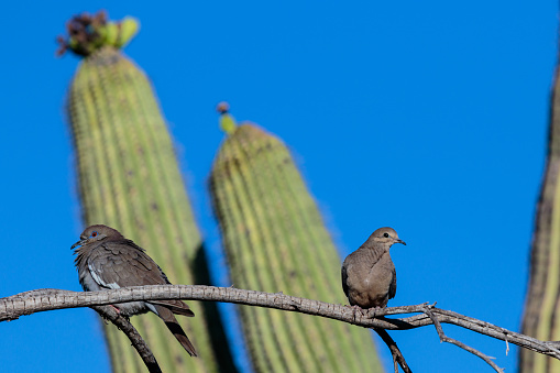 White-winged Dove (zenaida asiatica) and Mourning Dove (zenaida macroura), perched on a single branch in Arizona's Sonoran desert during springtime. Saguaro cactus is in the background along with the deep blue desert sky.