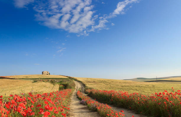 frühling. zwischen apulien und basilikata, italien. hügelige landschaft mit bauernhof und land straße durch weizen feld ende mohn. grünen und blühenden landschaft, durchzogen von einem weg, der weg geht. - landscape nature poppy field stock-fotos und bilder