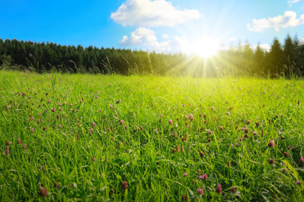 istock Clover flowers field and sunlight 970067902
