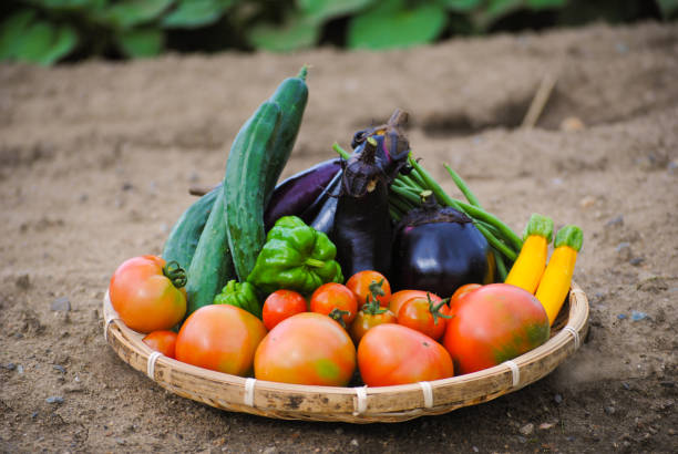 legumes de verão - crookneck squash - fotografias e filmes do acervo