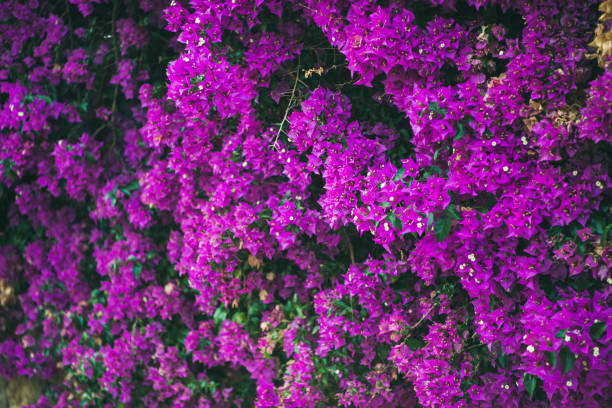 istock Wall covered with purple Bougainvillea 970073706