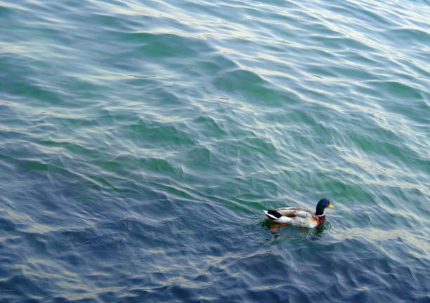 Duck in the sea