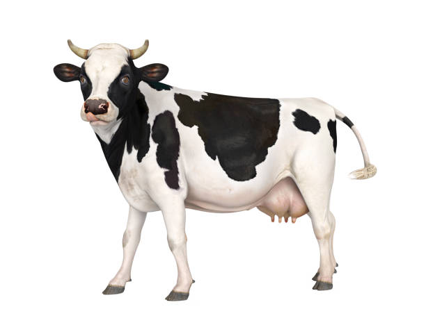 mucca isolata - bestiame bovino di friesian foto e immagini stock