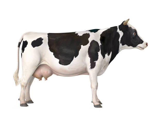 mucca isolata - bestiame bovino di friesian foto e immagini stock
