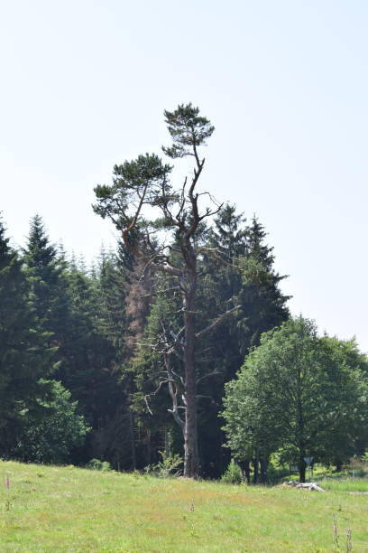 istock wide landscape with pagan plants and trees 970077878