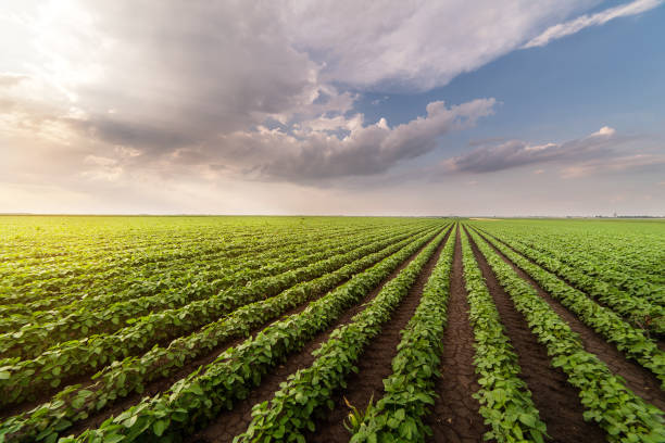 istock Soybean field ripening at spring season 970082020