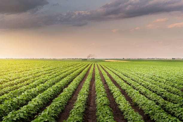 istock Soybean field ripening at spring season 970082048