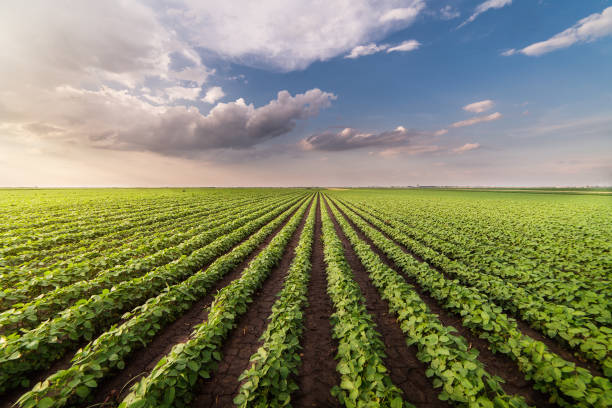 istock Soybean field ripening at spring season 970082108