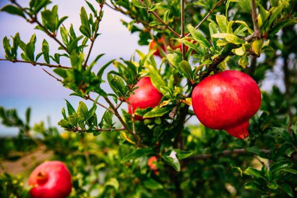 그리스에 있는 정원에서 나무에 붉은 익은 석류 - pomegranate pomegranite tree tree leaf 뉴스 사진 이미지