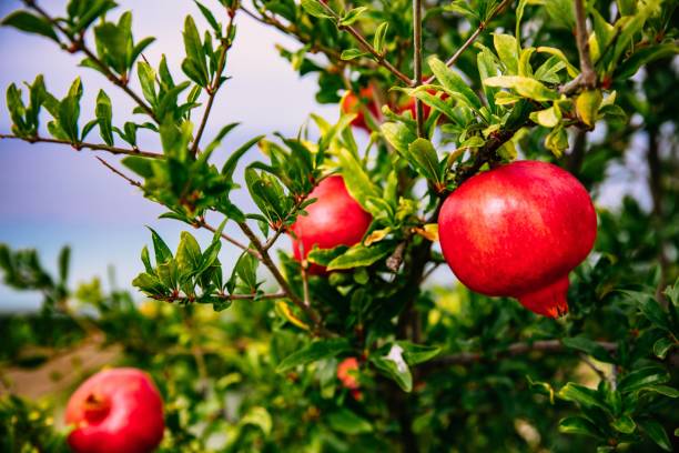 11,274 Pomegranate Tree Stock Photos, Pictures & Royalty-Free Images - iStock | Pomegranate tree vector, Pomegranate tree photos 11,274 Pomegranate Tree Stock Photos, Pictures & Royalty-Free Images - iStock | Pomegranate tree vector, Pomegranate tree photos