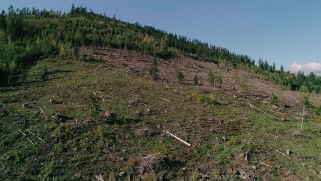Clear Cutting Forest Drone Over Downed Trees