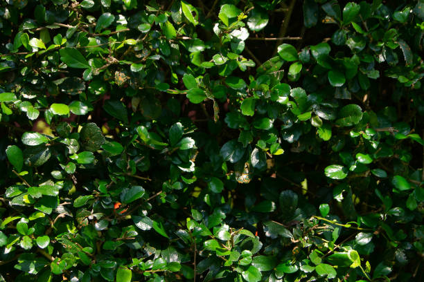 istock Tree branches and leaves are green on a white background. 970082340