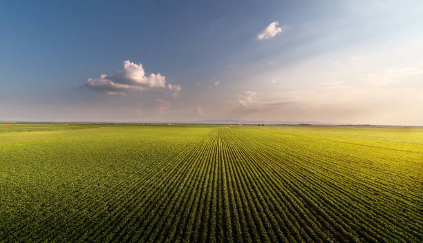 春季に熟す大豆畑 - 農業 ストックフォトと画像