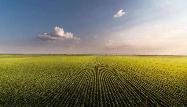 pole soi dojrzewa w sezonie wiosennym - agriculture zdjęcia i obrazy z banku zdjęć