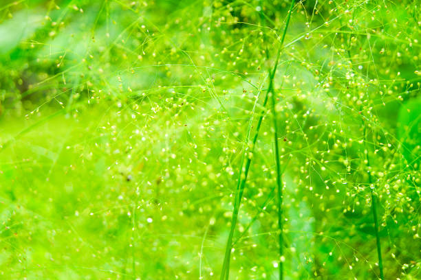 istock Tree branches and leaves are green on a white background. 970085034