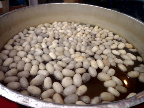 istock Silk cocoons in the water 970086026