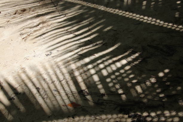 istock Coconut Palm Leaves Shadow, Tropical Shadow 970086366