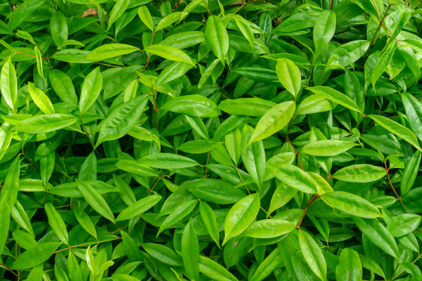 istock Tree branches and leaves are green on a white background. 970086740