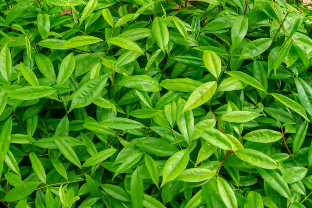 istock Tree branches and leaves are green on a white background. 970086742
