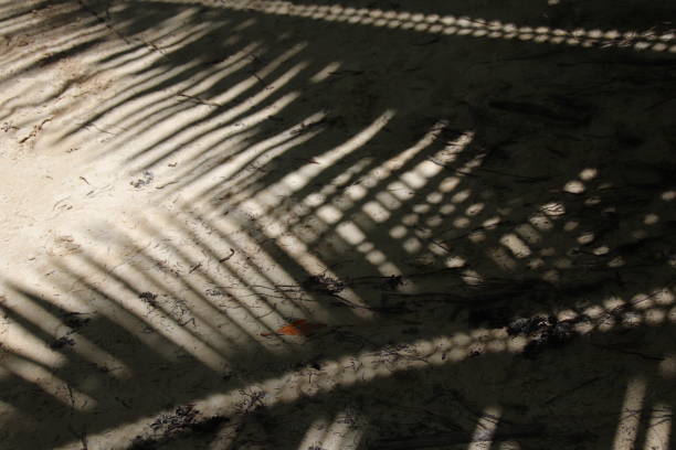 istock Coconut Palm Leaves Shadow, Tropical Shadow 970086804