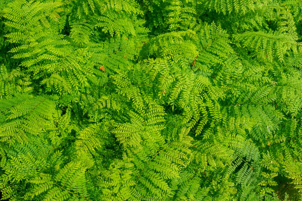 istock Tree branches and leaves are green on a white background. 970086990