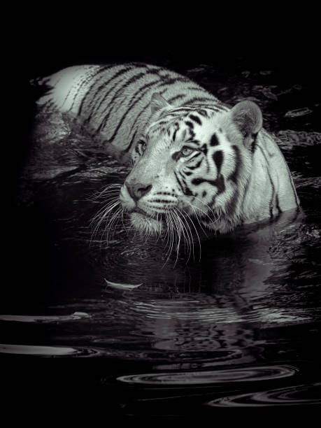 istock White tiger in water 970089924
