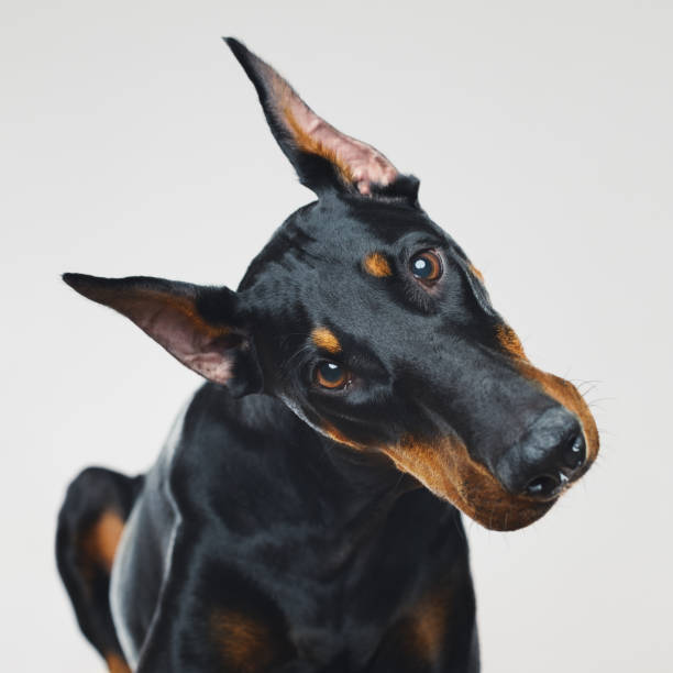 Dobermann dog portrait with human curious expression stock photo
