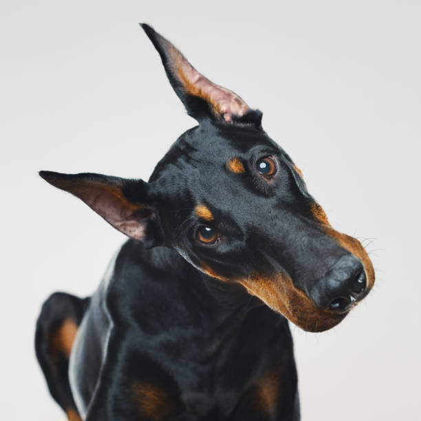 retrato de cão dobermann com expressão curiosa humana - doberman pinscher - fotografias e filmes do acervo