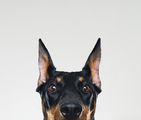 Portrait of cute dobermann dog posing with serene expression. Square portrait of black dog looking to the camera against gray background. Studio photography from a DSLR camera. Sharp focus on eyes.