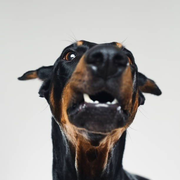 istock Dobermann dog barking portrait 970090412