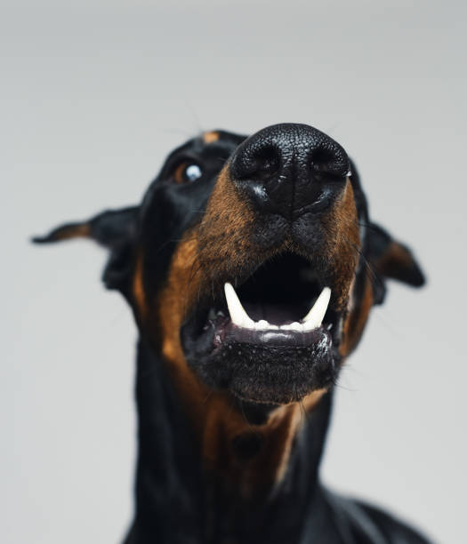 Portrait of cute dobermann dog snarling with aggressive expression. Vertical profile portrait of black dog barking against gray background. Studio photography from a DSLR camera. Sharp focus on fangs.