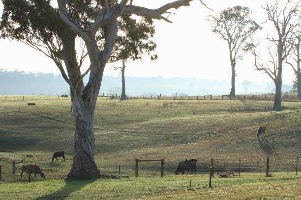 istock A rolling farming landscape in Australia. 970091046