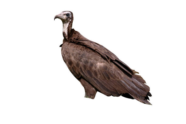 istock Hooded vulture, Necrosyrtes monachus 970092122