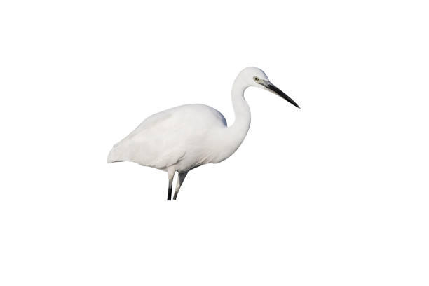 istock Little egret, Egretta garzetta 970092204