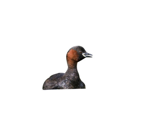 istock Little grebe or Dabchick, Tachybaptus ruficollis 970094384