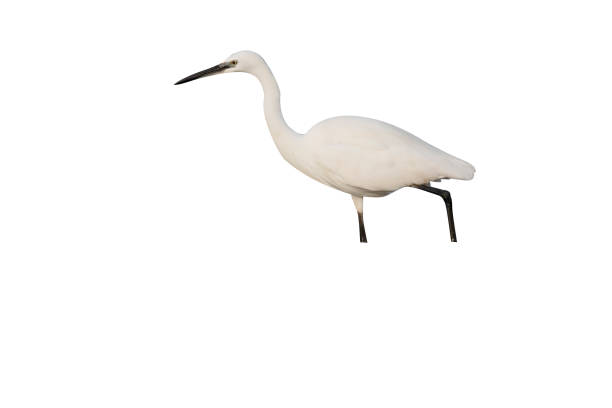 istock Little egret, Egretta garzetta 970094730
