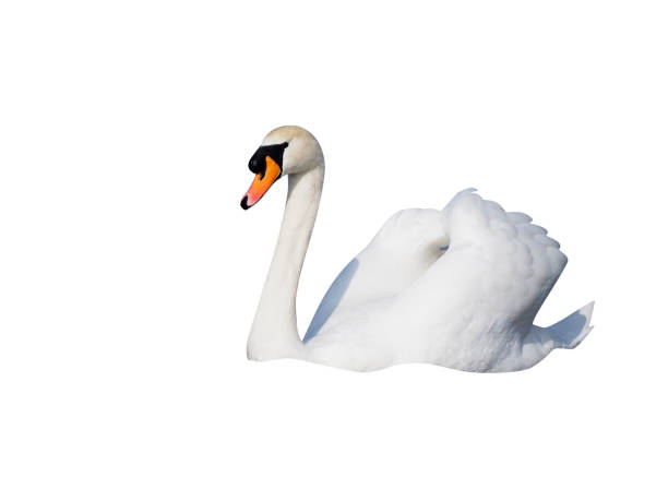 istock Mute swan, Cygnus olor 970095020