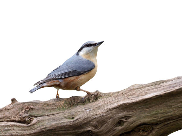 istock Nuthatch, Sitta europaea 970095380