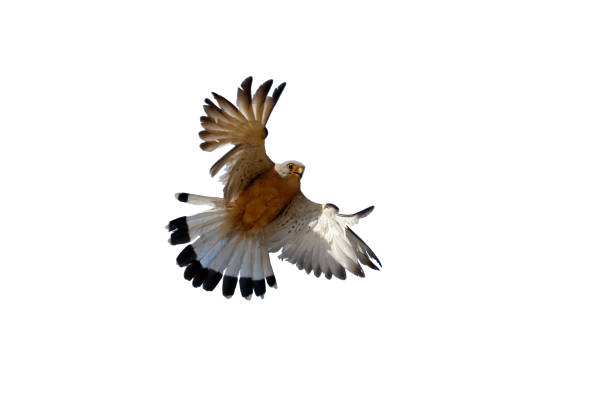 istock Lesser kestrel, Falco naumanni 970095596