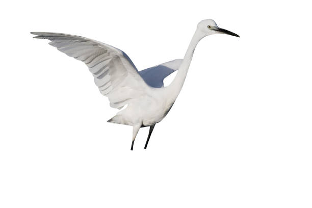 istock Little egret, Egretta garzetta 970095878