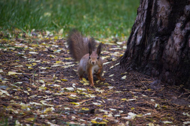 istock A hungry squirrel sits on a branch of a winter tree 970096002