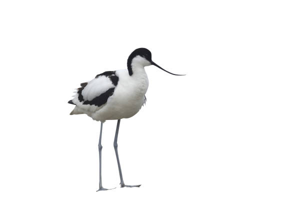 istock Avocet, Recurvirostra avosetta 970096234