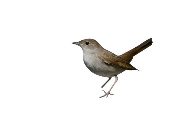 istock Nightingale, Luscinia megarhynchos 970096294