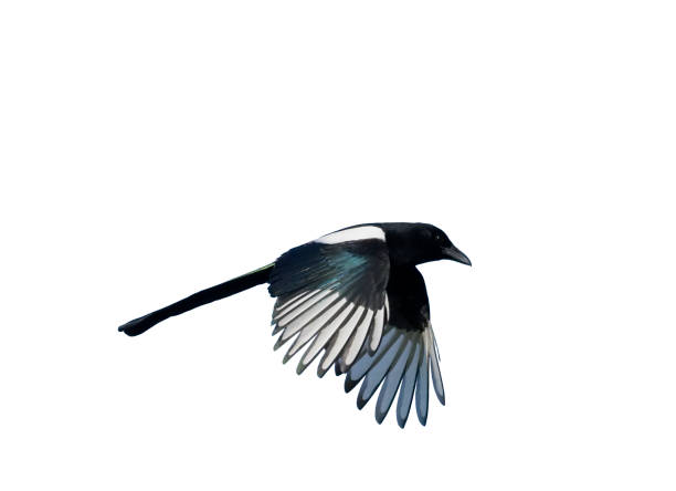 istock Magpie, Pica pica 970096568