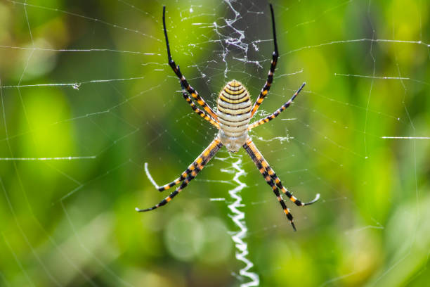 istock Colorful Macro argiope Spider 970096618