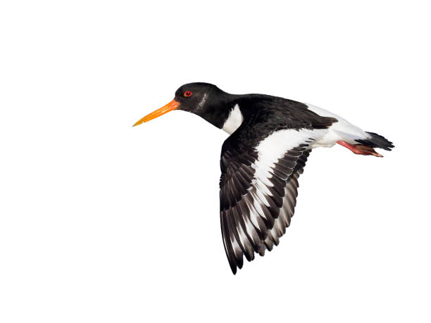 Oystercatcher, Haematopus ostralegus, single bird in flight, Gloucestershire, January 2018