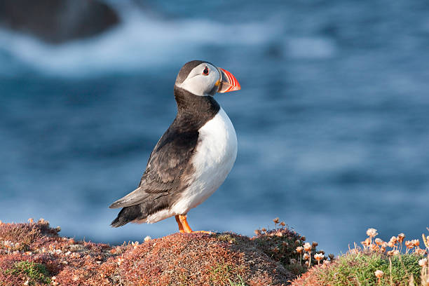 maskonur w sumburgh głowa shetland islands - shetland islands zdjęcia i obrazy z banku zdjęć